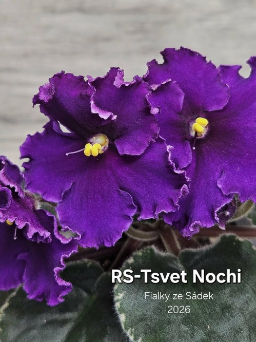 RS-Tsvet Nochi