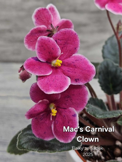 Mac's Carnival Clown
