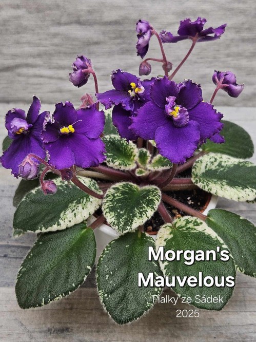 Morgan's Mauvelous