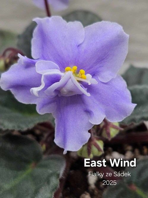 East Wind