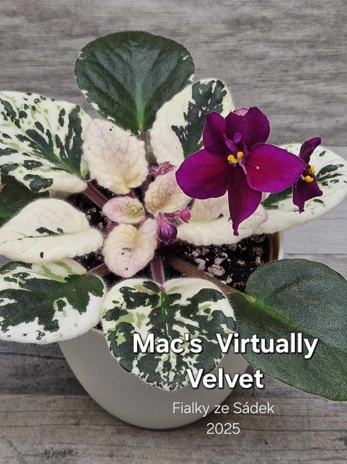 Mac's Virtually Velvet