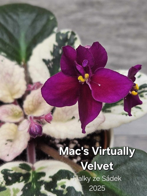 Mac's Virtually Velvet