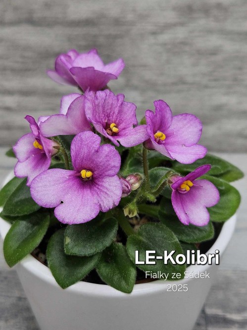 LE-Kolibri