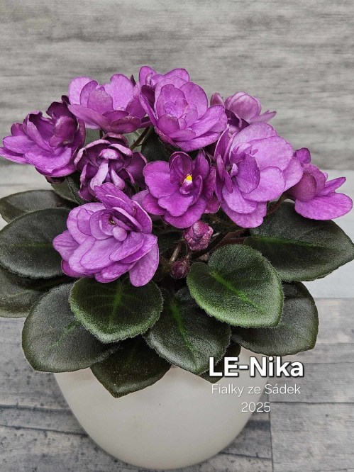 LE-Nika