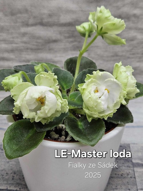 LE-Master Ioda