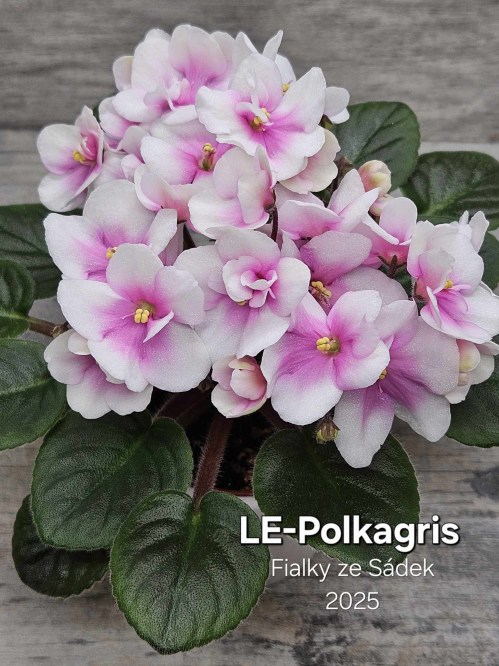 LE-Polkagris