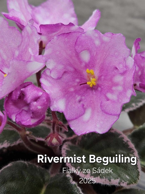 Rivermist Beguiling