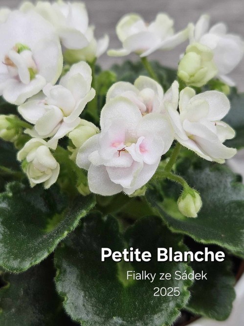Petite Blanche