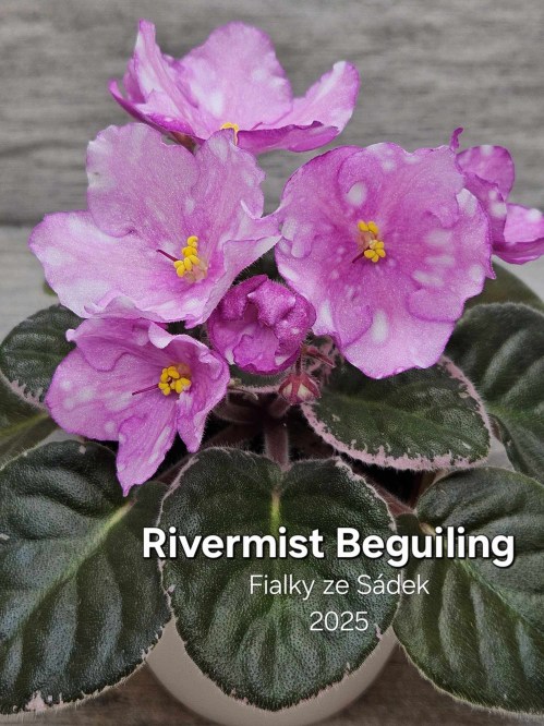 Rivermist Beguiling