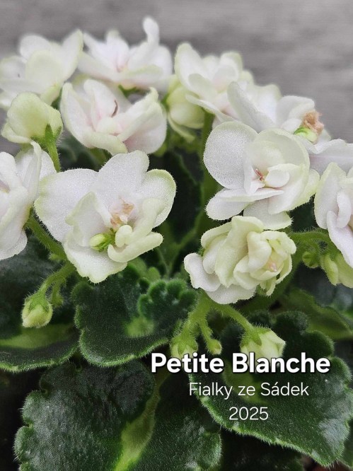 Petite Blanche