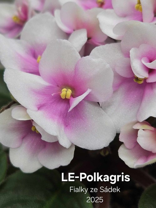 LE-Polkagris