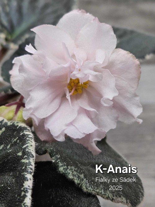 K-Anais