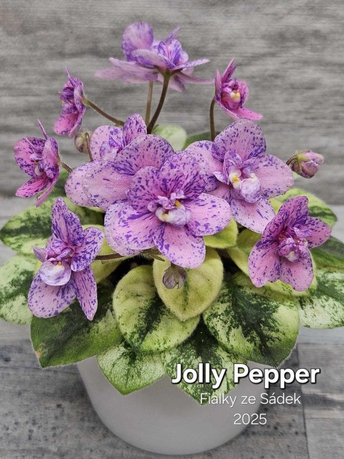 Jolly Pepper