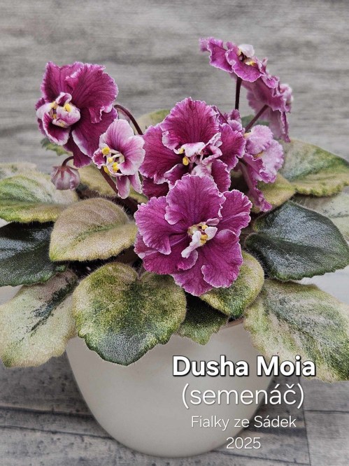 Dusha Moia (semenáč)