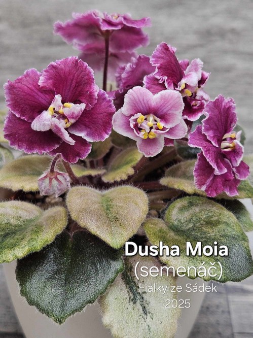 Dusha Moia (semenáč)