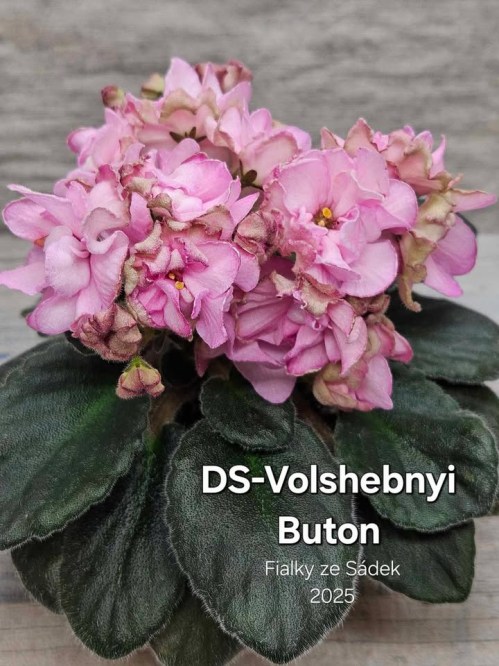 DS-Volshebnyi Buton