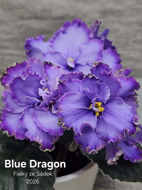 Blue Dragon 