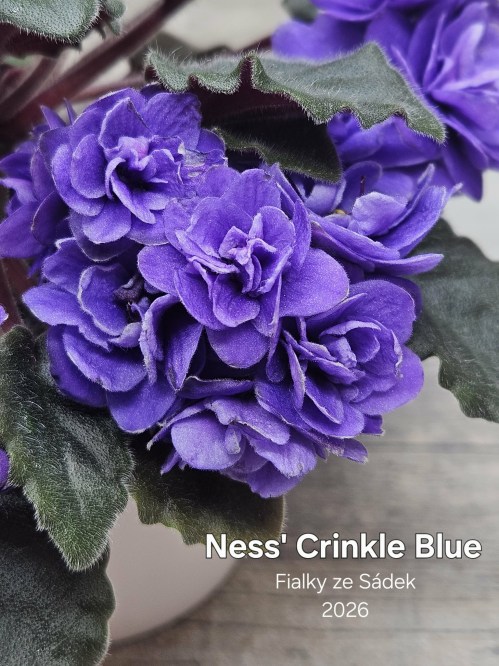 Ness' Crinkle Blue