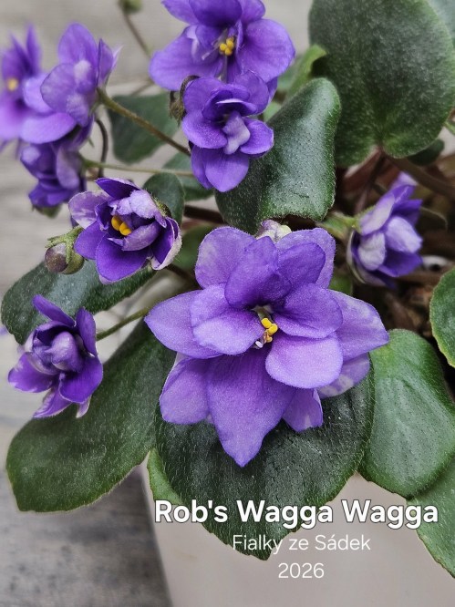 Rob's Wagga Wagga