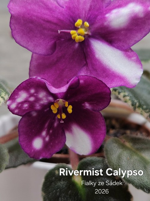 Rivermist Calypso