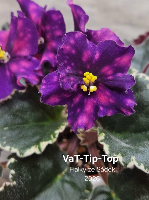 VaT-Tip-Top