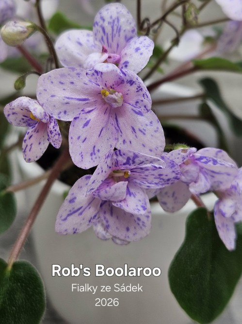 Rob's Boolaroo
