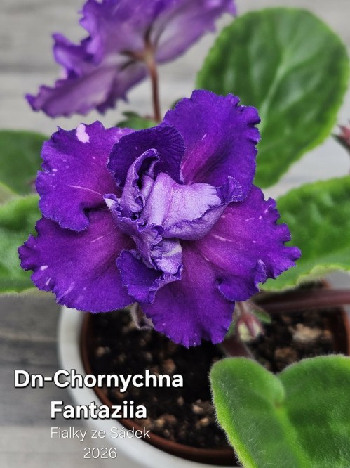 Dn-Chornychna Fantaziia