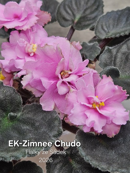 EK-Zimnee Chudo