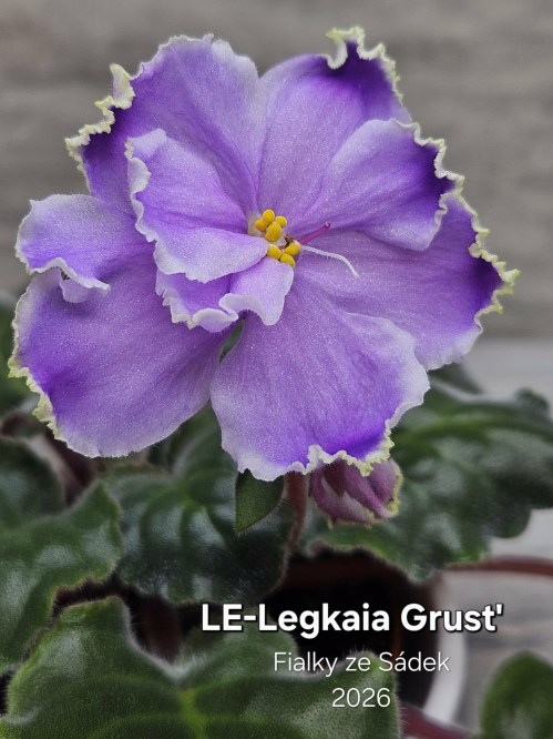 LE-Legkaia Grust'