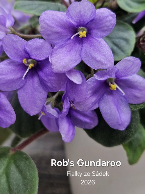 Rob's Gundaroo