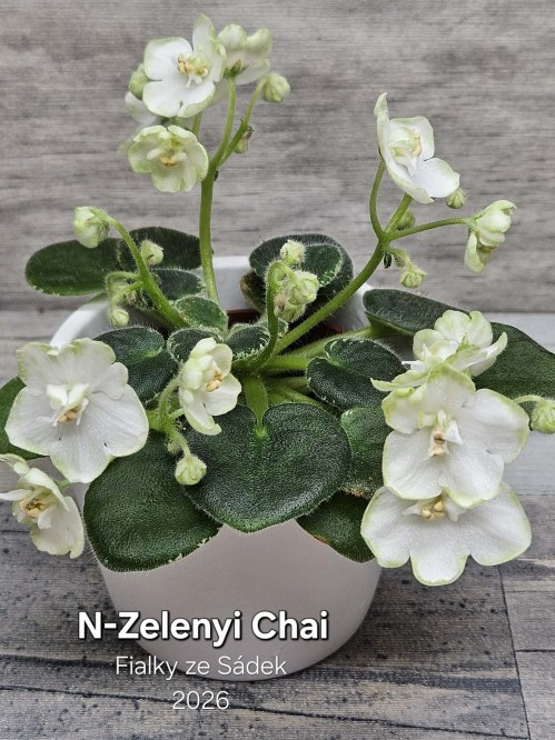 N-Zelenyi Chai