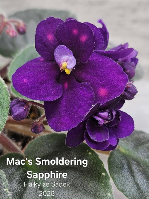 Mac's Smoldering Sapphire