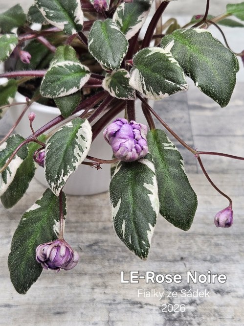 LE-Rose Noire