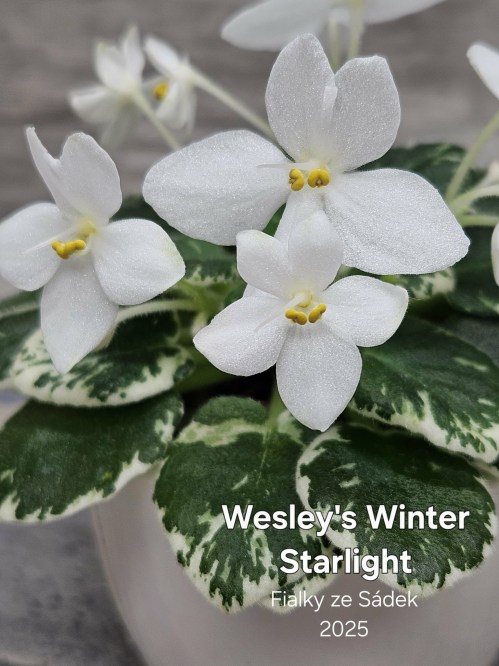 Wesley's Winter Starlight