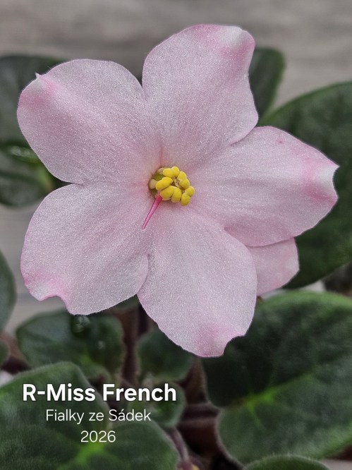R-Miss French
