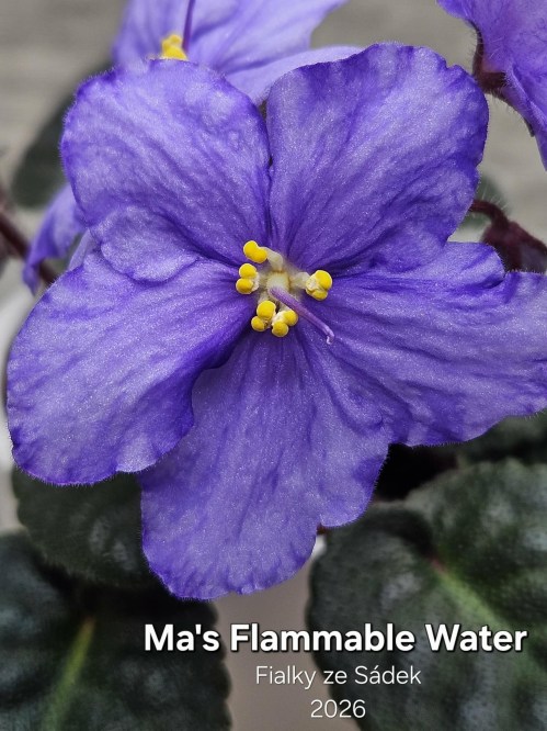 Ma's Flammable Water