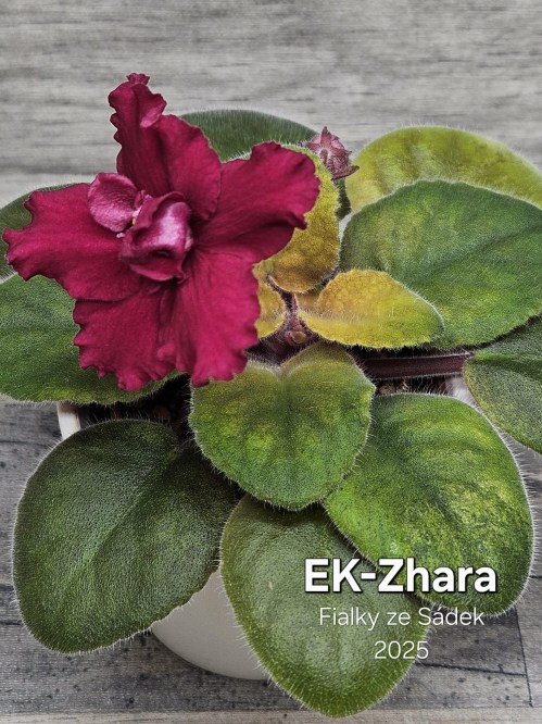 EK-Zhara