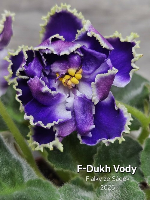 F-Dukh Vody