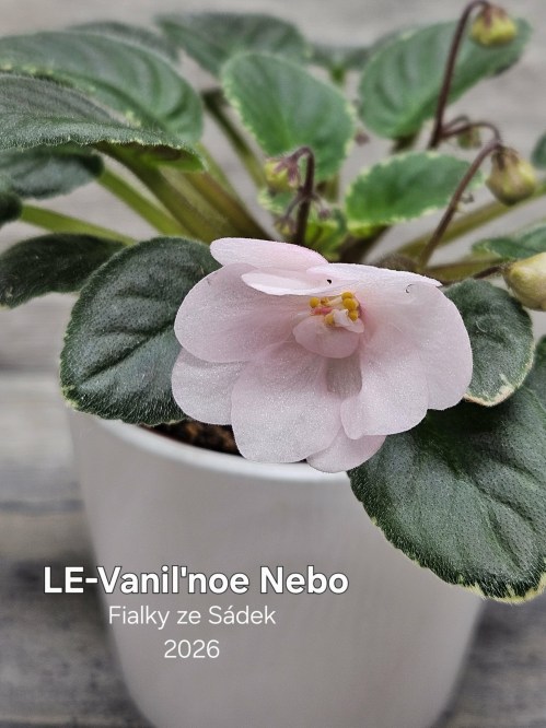 LE-Vanil'noe Nebo