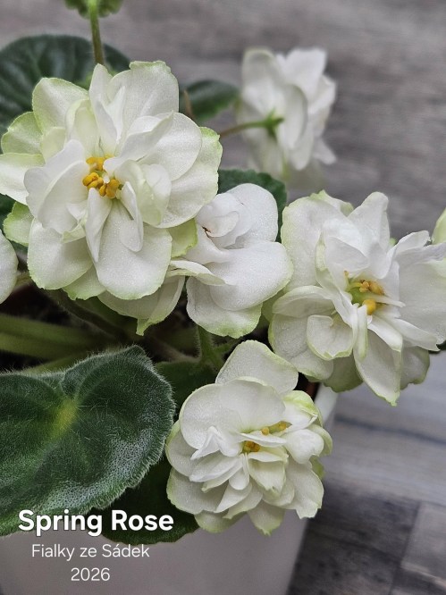 Spring Rose