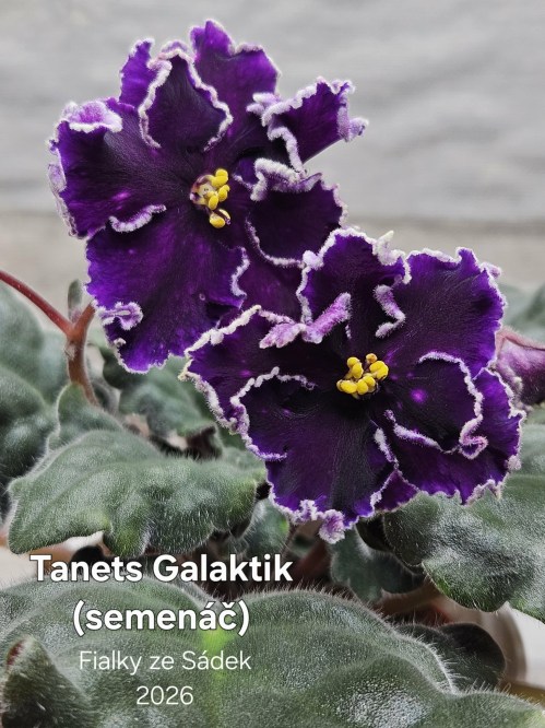 Tanets Galaktik (semenáč)
