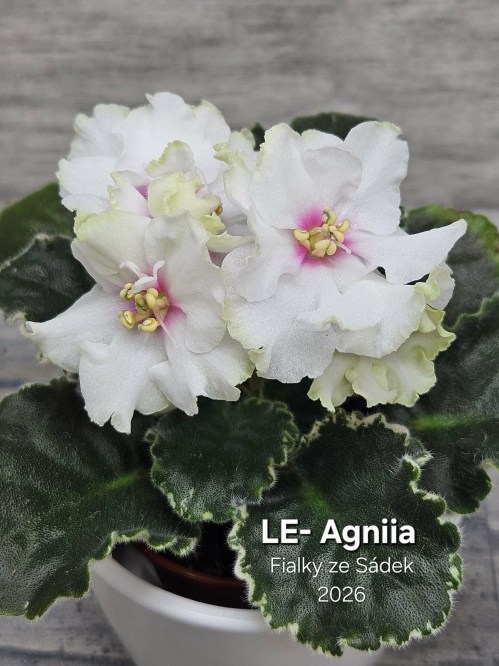 LE-Agniia