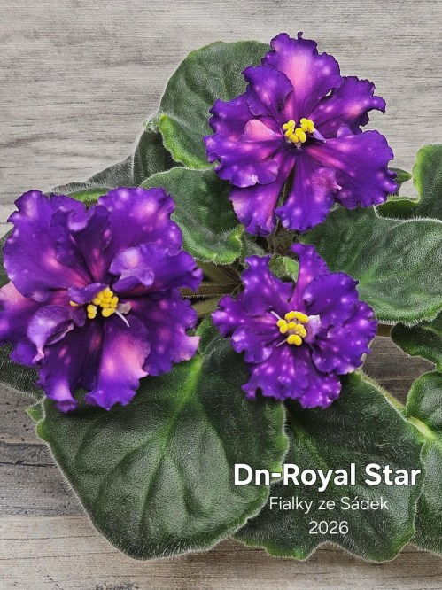 Dn-Royal Star