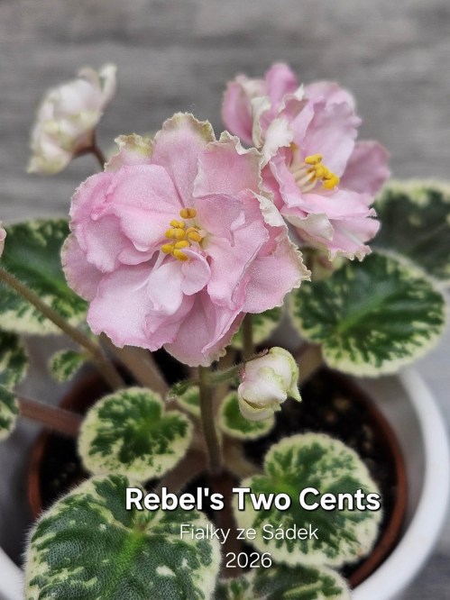 Rebel's Two Cents
