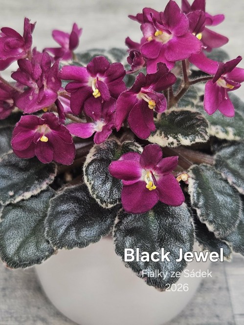Black Jewel