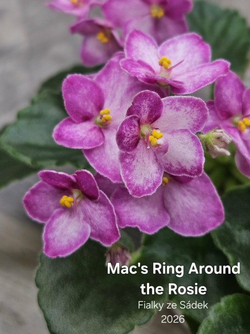 Mac's Ring Around the Rosie