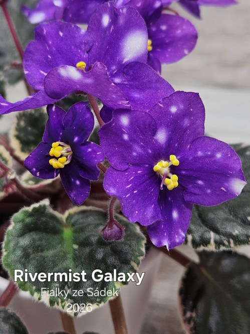 Rivermist Galaxy