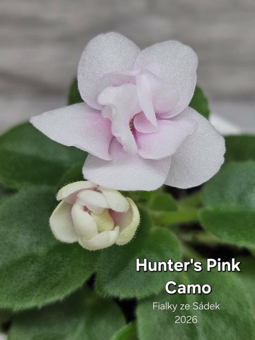 Hunter's Pink Camo