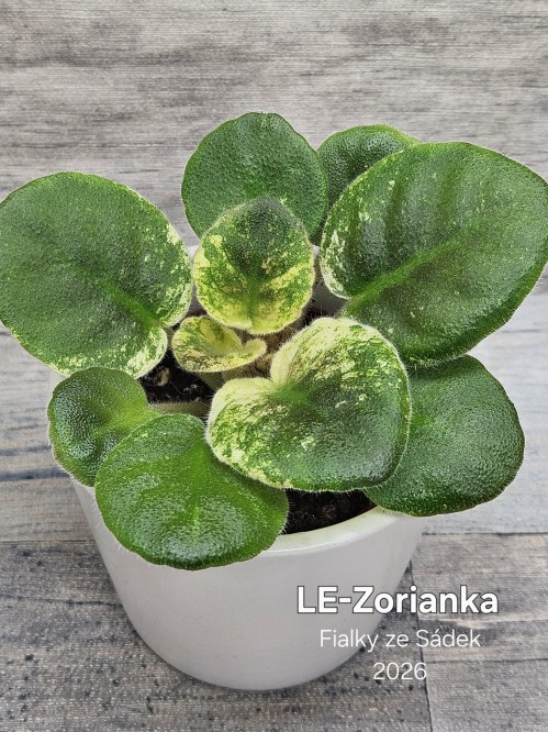 LE-Zorianka