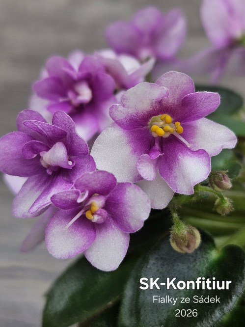 SK-Konfitiur